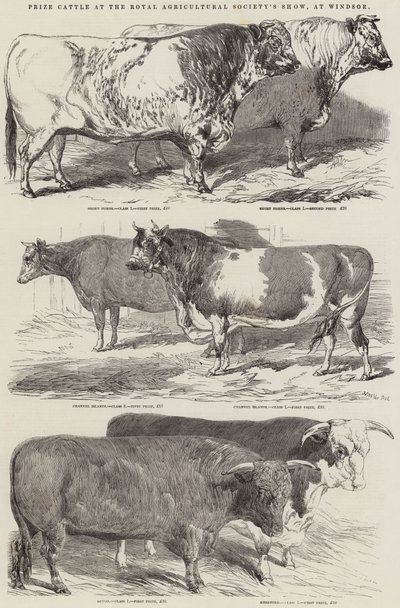 Prize Cattle at the Royal Agricultural Society